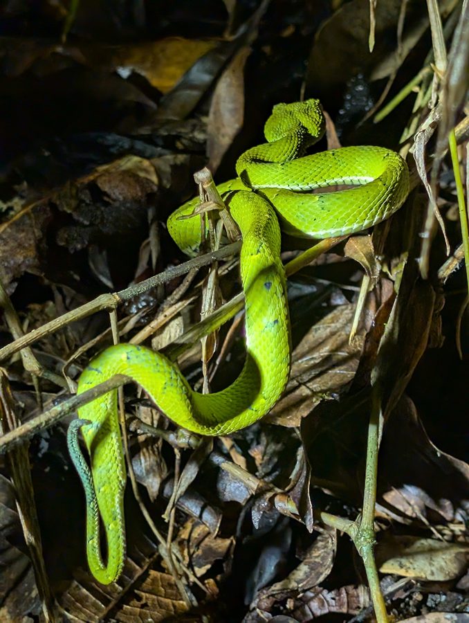 Fauna silvestre Monteverde