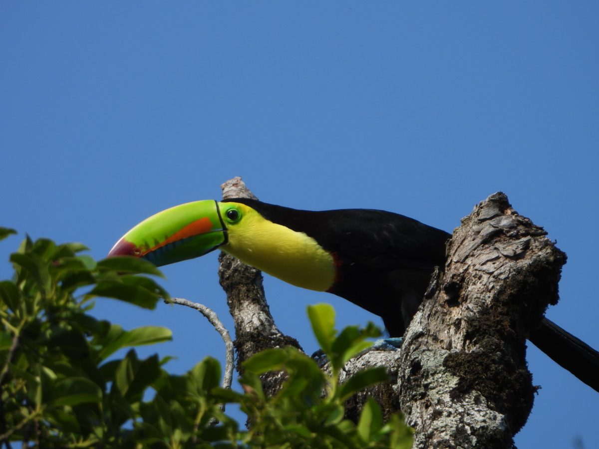 Animal bosque lluvioso