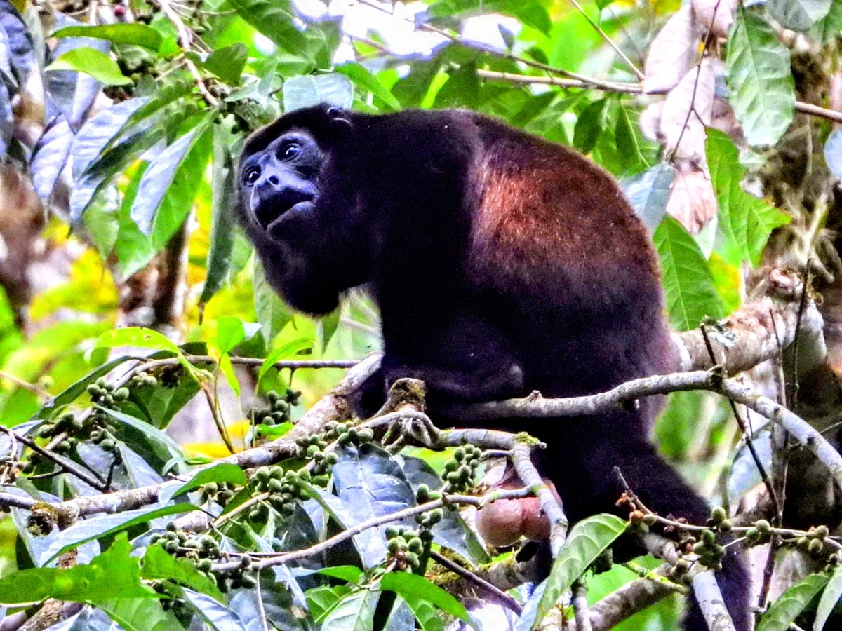 Fauna Monteverde Costa Rica