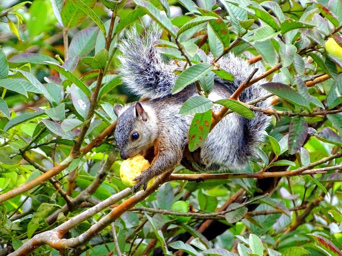 Aves Monteverde