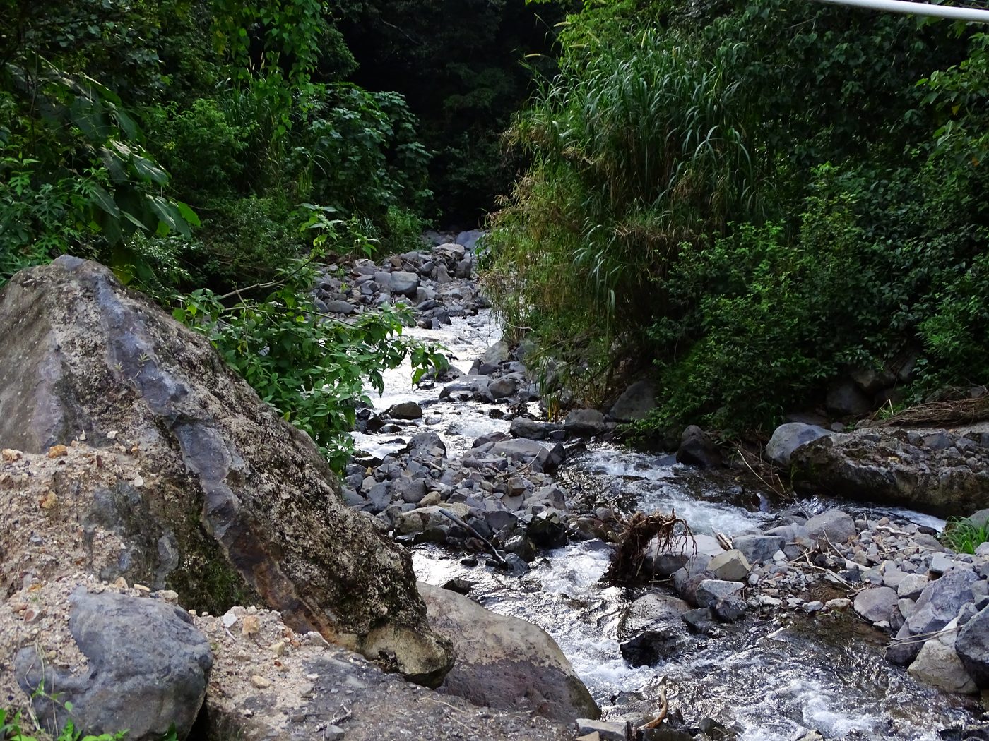 Bosque nublado Monteverde