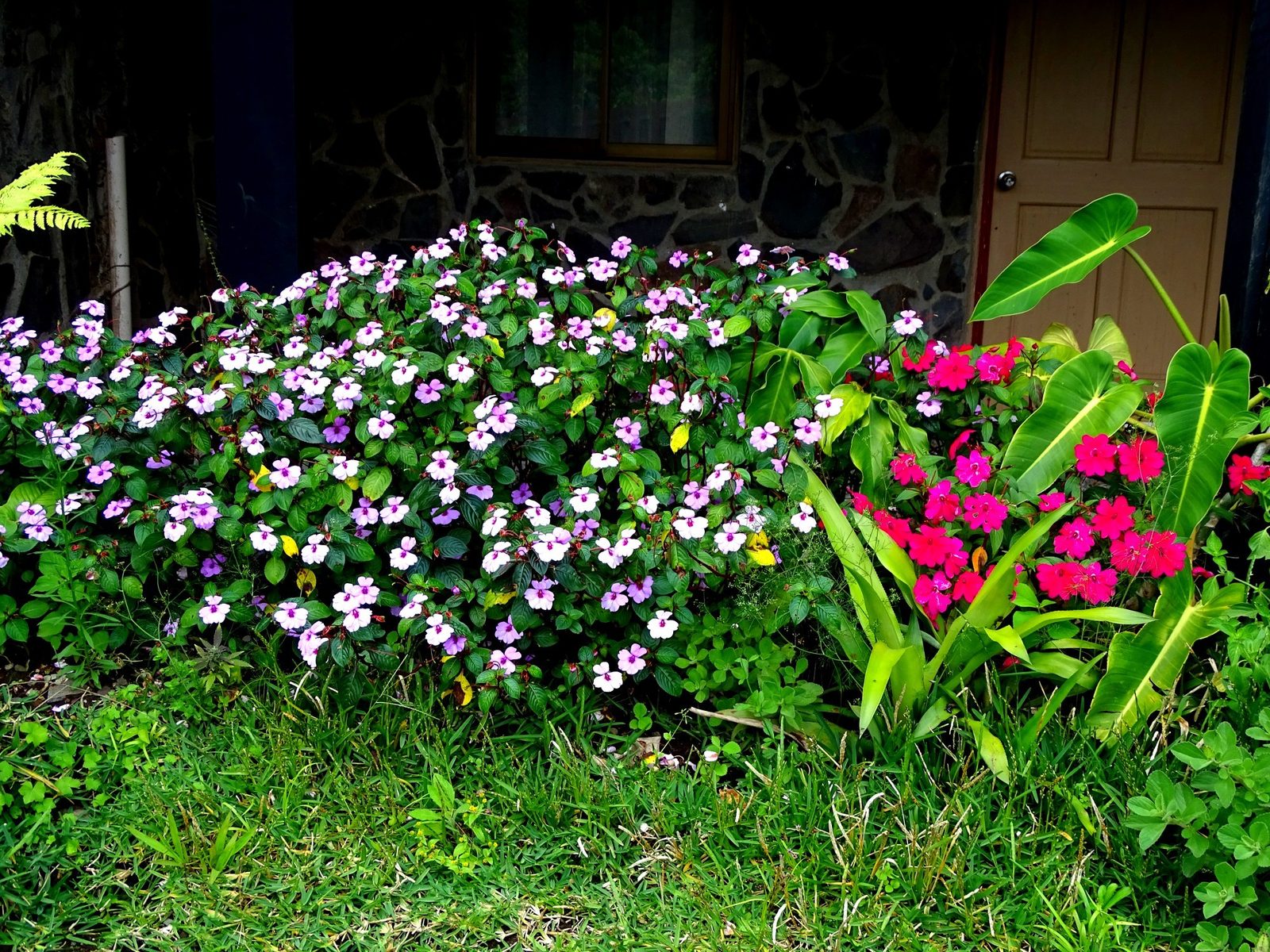 Flores Monteverde