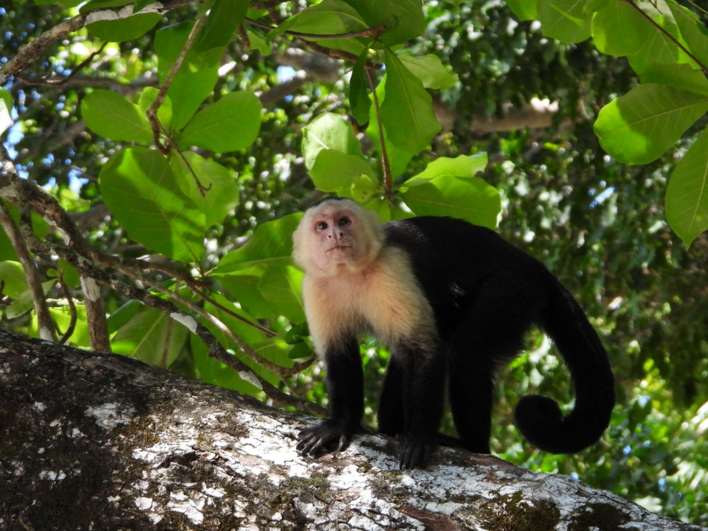 Mono capuchino Costa Rica