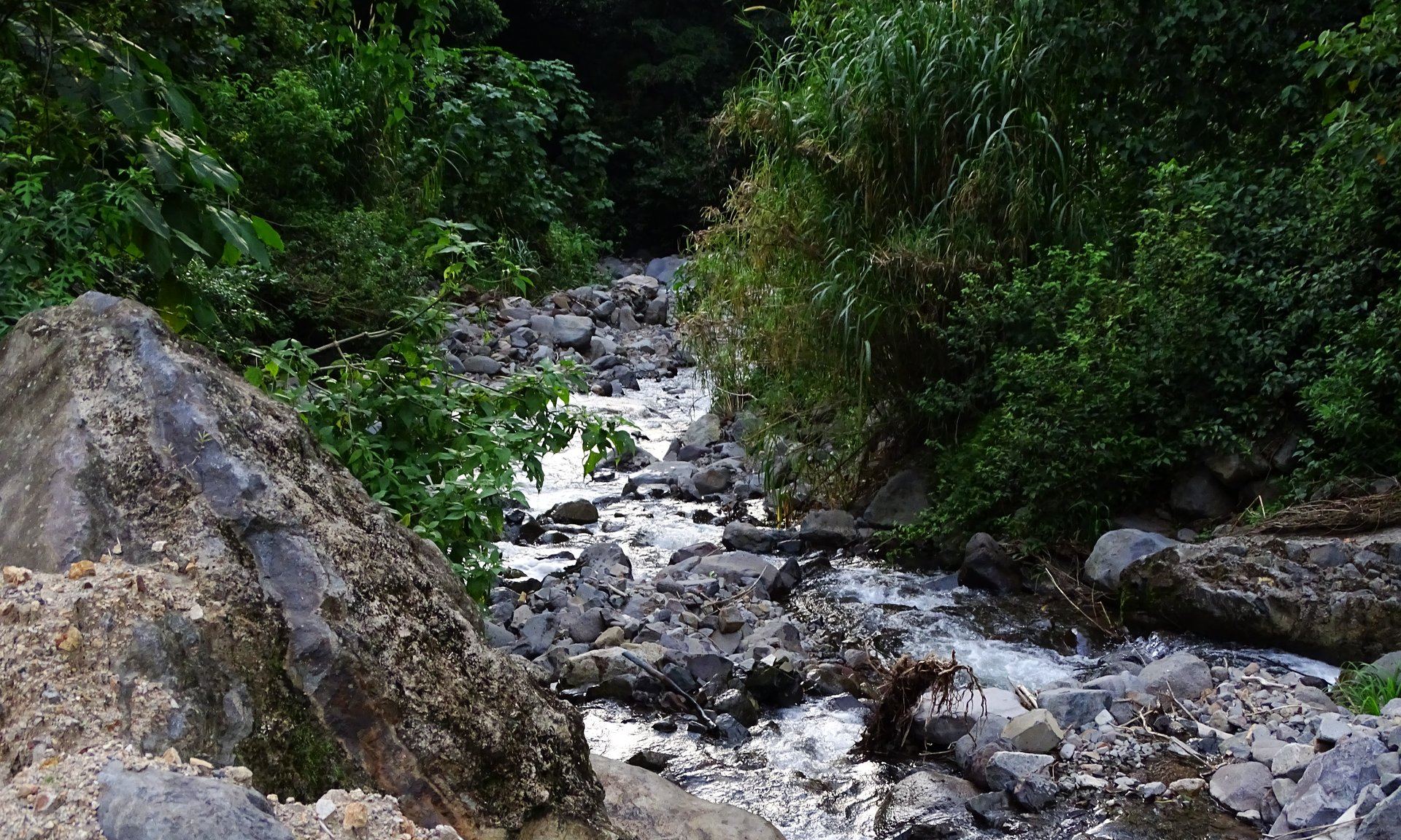 Bosque nublado de Monteverde — Miztli Lodge